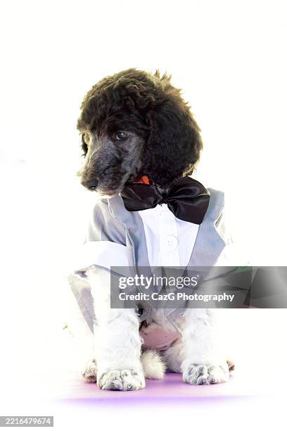 poodle puppy wearing tuxedo in studio - standard poodle stock pictures, royalty-free photos & images