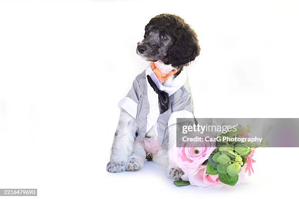 poodle puppy wearing tuxedo in studio - standard poodle stock pictures, royalty-free photos & images