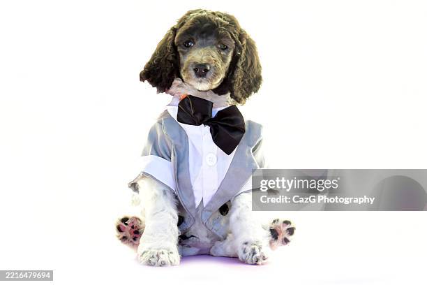 poodle puppy wearing tuxedo in studio - standard poodle stock pictures, royalty-free photos & images