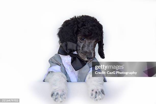 poodle puppy wearing tuxedo in studio - standard poodle stock pictures, royalty-free photos & images