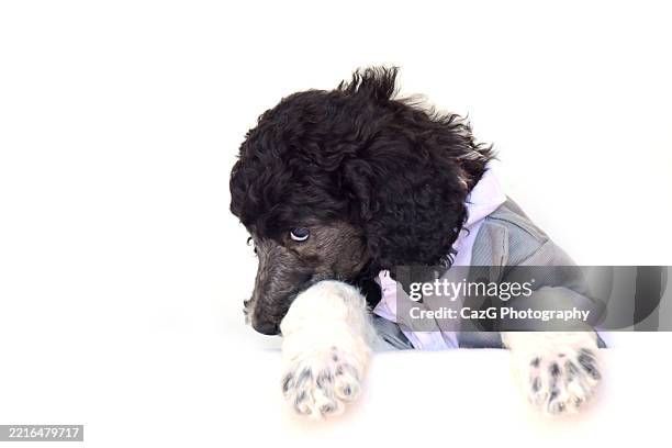 poodle puppy wearing tuxedo in studio - standard poodle stock pictures, royalty-free photos & images