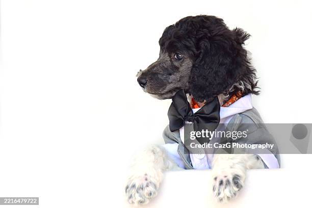 poodle puppy wearing tuxedo in studio - standard poodle stock pictures, royalty-free photos & images