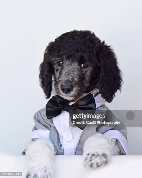 poodle puppy wearing tuxedo in studio - standard poodle stock pictures, royalty-free photos & images
