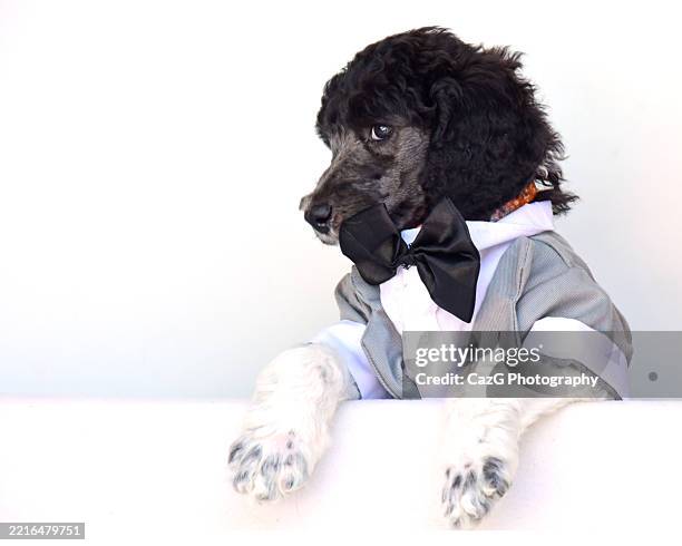 poodle puppy wearing tuxedo in studio - standard poodle stock pictures, royalty-free photos & images