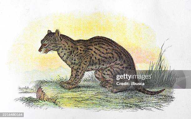 fishing cat - fishing cat stock illustrations