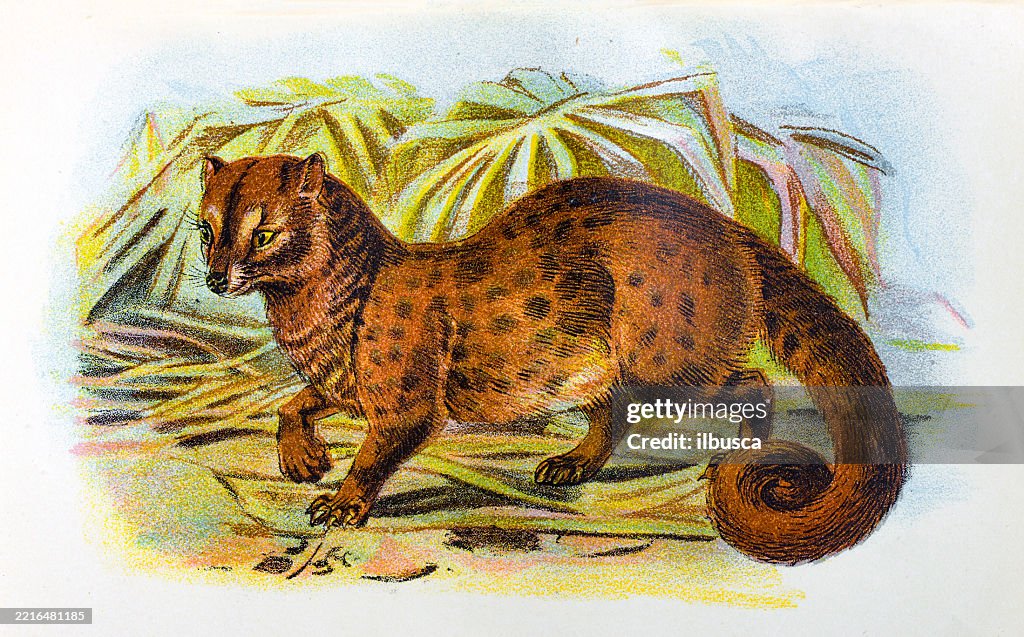 Common Palm Civet