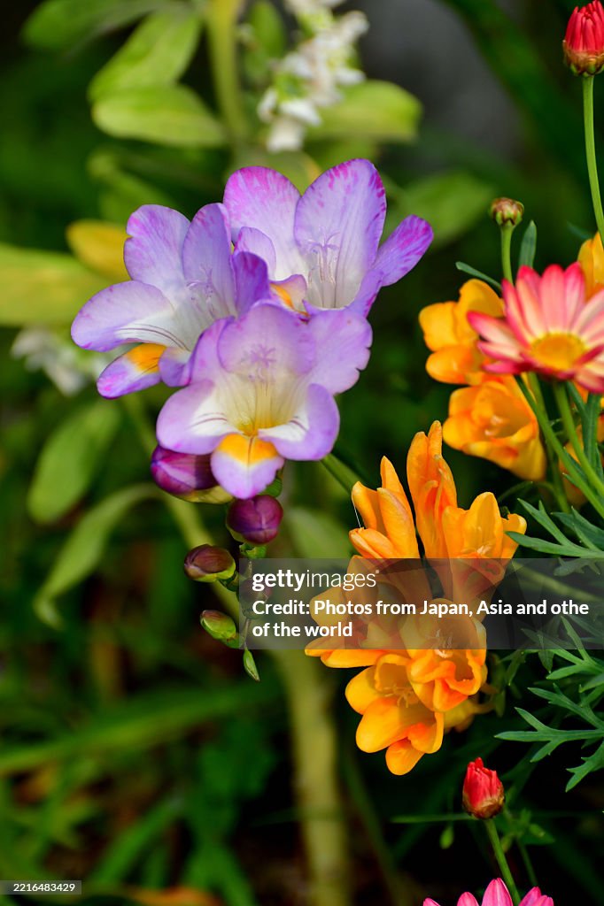 Freesia: Beloved for Their Slender, Funnel-shaped Flowers and Sweet Scent