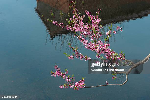 in spring, peach blossoms blooming by the pond, reflected on the water - fiore di pesco foto e immagini stock