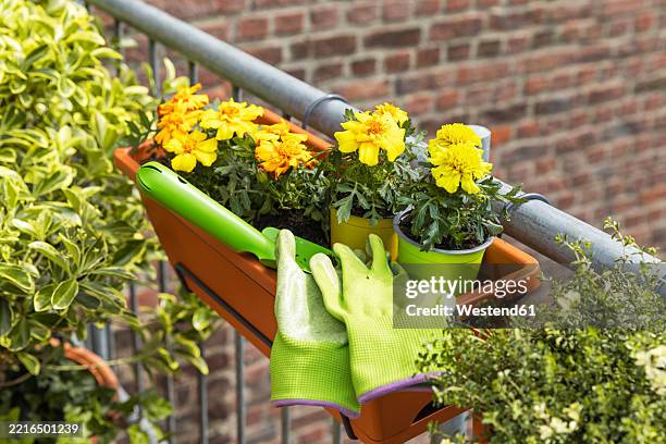 tagetes and spindle plant on a balcony with gardening tools - window box stock pictures, royalty-free photos & images