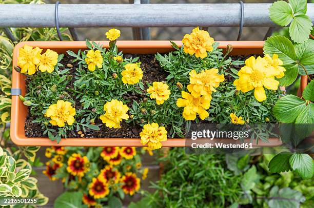 tagetes and other plants in a flower box on a balcony, showcasing urban gardening - balcon fleuri photos et images de collection