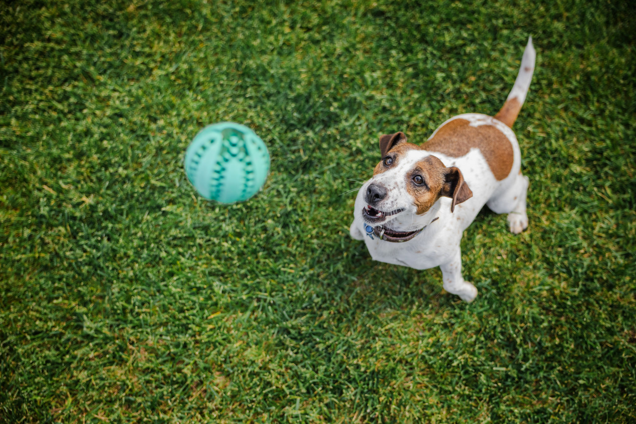 Excited Jack Russell Terrier stares eagerly at a bouncing green ball during a playful moment on the grass Excited Jack Russell Terrier stares eagerly at a bouncing green ball during a playful moment on the grass