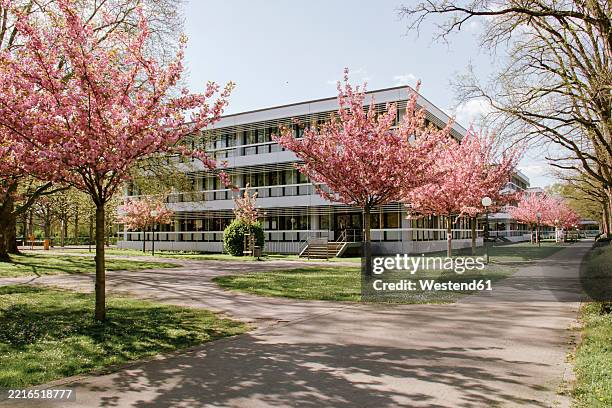 cherry blossoms in full bloom on a university campus in karlsruhe, germany - karlsruhe stock-fotos und bilder