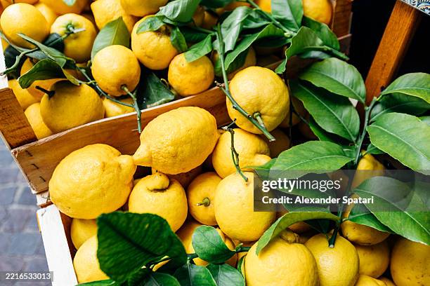 fresh lemons in a box, limone sul garda, lake garda, lombardy, italy - albero di limone foto e immagini stock
