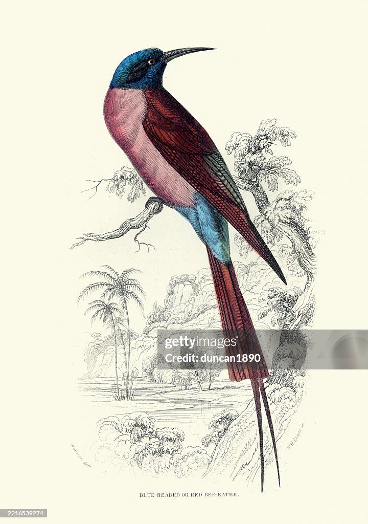 Blue-headed bee-eater, Merops muelleri, Birds, Wildlife art, Vintage illustration, William Jardine Birds of Western Africa