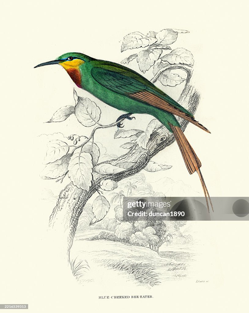 Blue-cheeked bee-eater, Merops persicus, Birds, Wildlife art, Vintage illustration, William Jardine Birds of Western Africa