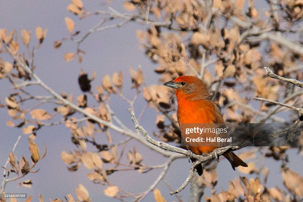 Hepatic Tanager male perching