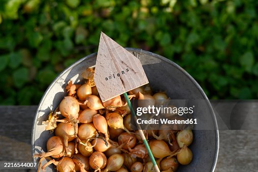 Bowl of onions with a wooden plant sign in a garden Bowl of onions with a wooden plant sign in a garden