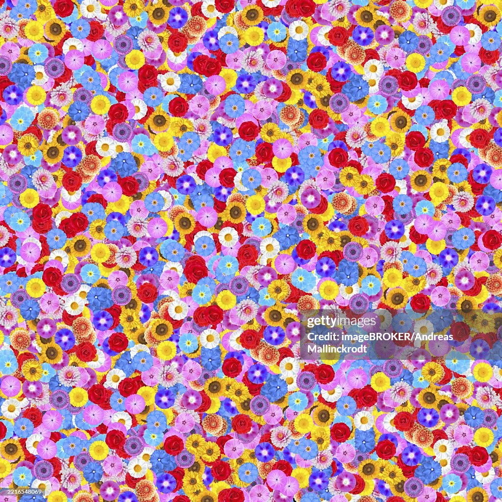 Lots of blossoms, flowers, as a background, bindweed (Ipomoea purpurea) purple and violet, forget-me-not (Myosotis) light blue, mallow (Malvaceae) pink, water lily white, sunflower (Helianthus annuus) yellow, meadow daisy (ox-eye daisy (Leucanthemum vulga