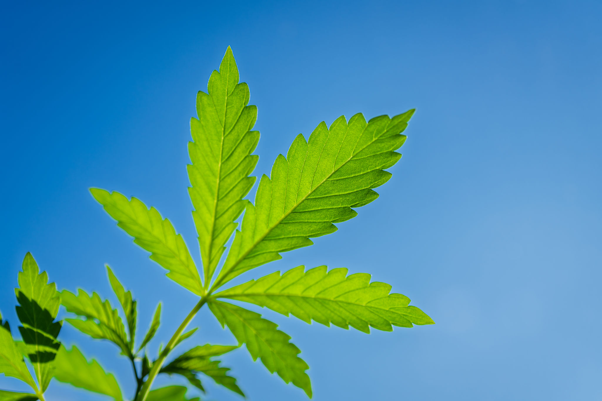 cannabis dispensary
