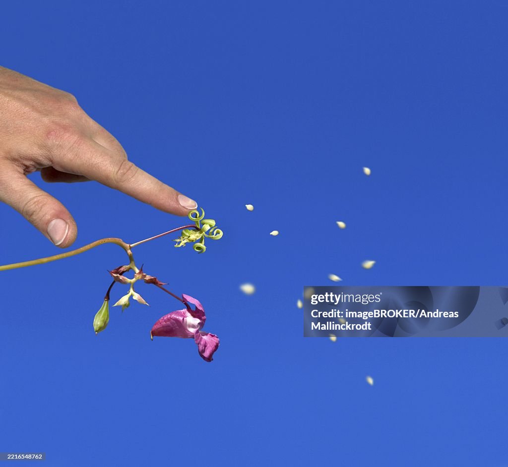 Seed Exploding Plant Himalayan Balsam Exploding Popping Spreading Seed Corns Seed Dispersal ...