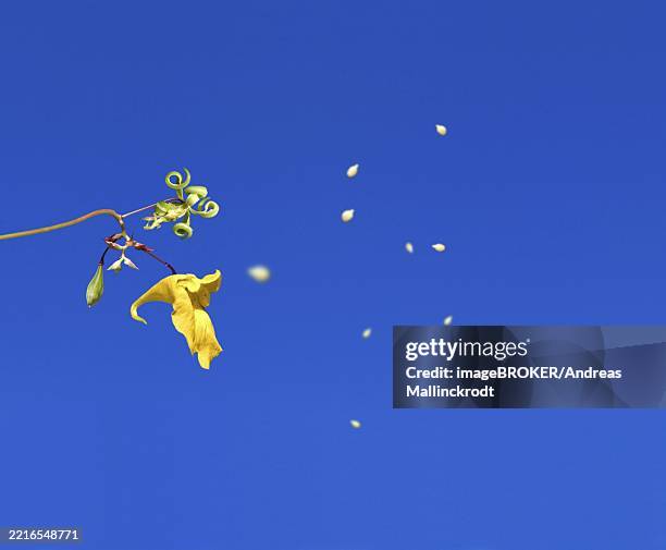 1,002 Seed Spreading Picture Stock Photos, High-Res Pictures, and ...