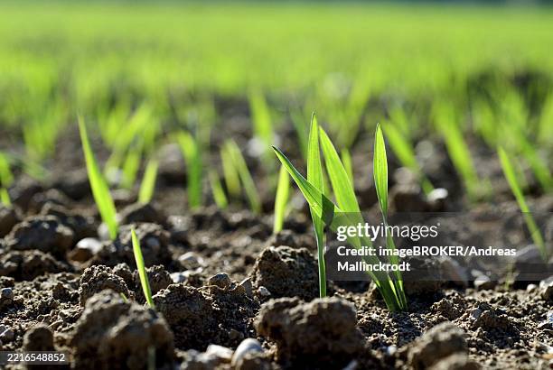 young shoots of a cereal plant, backlit, wheat, rye or barley - hordeum stock pictures, royalty-free photos & images