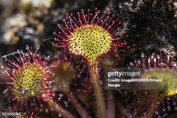 common sundew (drosera rotundifolia) ems land, lower saxony, germany, europe - sundew stock pictures, royalty-free photos & images