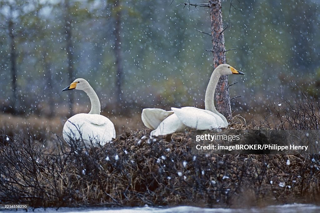 Whooper swan. Cygnus cygnus. Whooper swans on the nest in early summer during a snowfall. Kuusamo area. Finland