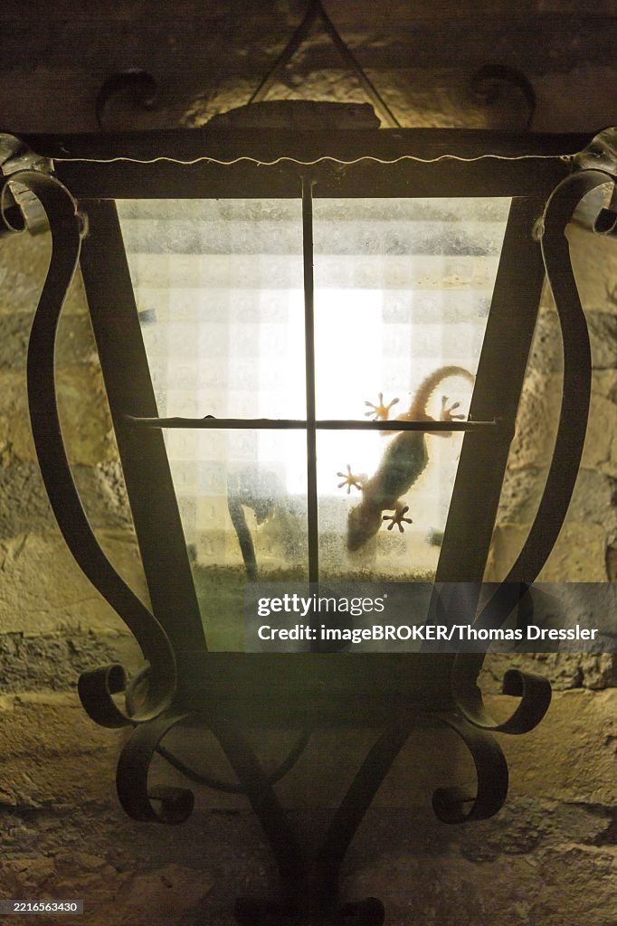 Mediterranean house gecko (Hemidactylus turcicus), hunting at night inside a wall lantern, environs of the Ebro Delta Nature Reserve, Tarragona province, Catalonia, Spain, Europe