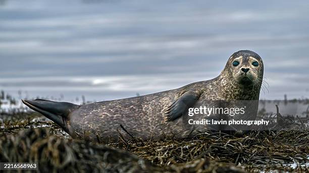 common iceland seal - cute seal stock pictures, royalty-free photos & images