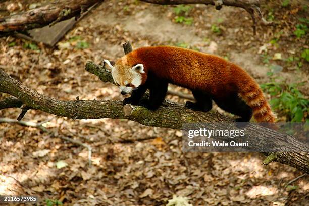red panda - enclosure stock pictures, royalty-free photos & images