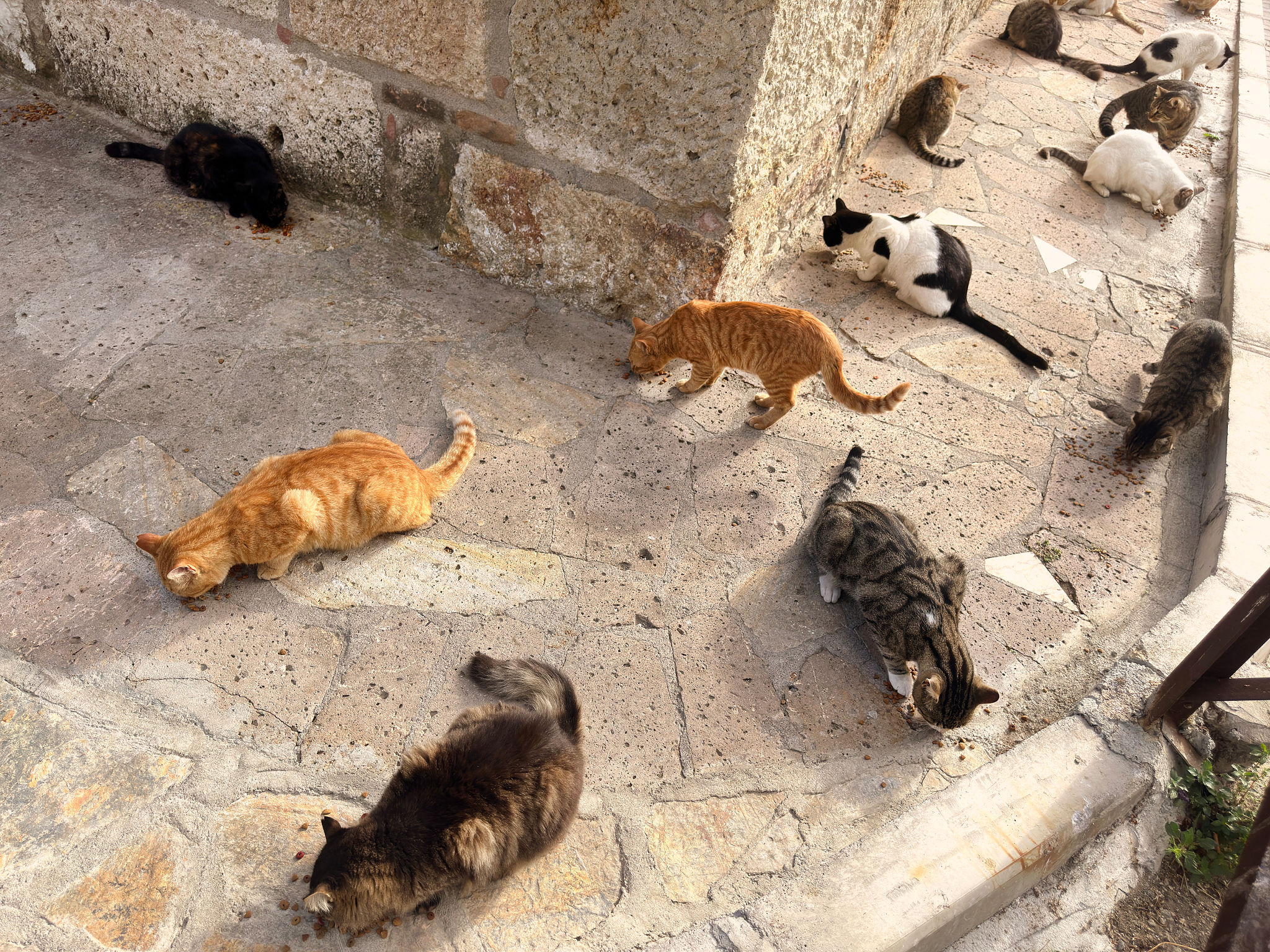 Large group of stray cats eating cat food on city street sidewalk Large group of stray cats eating cat food on city street sidewalk