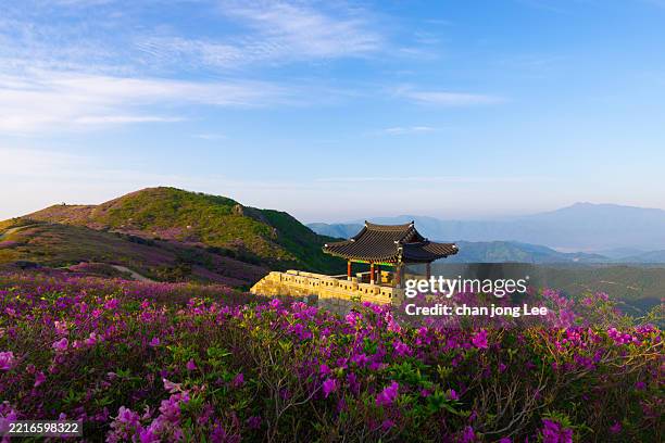 azaleen und morgenlandschaft des hwangmae-berges - südkorea stock-fotos und bilder