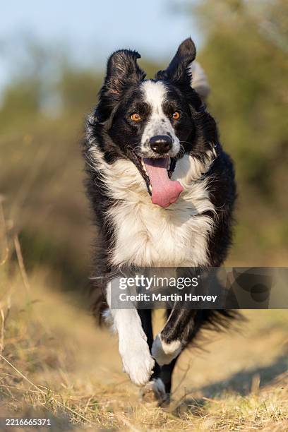 beautiful border collie dog running towards camera - comportamento animal imagens e fotografias de stock