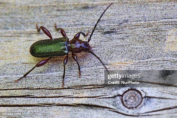 Long-horned Beetle is in Toronto, Ontario, Canada, on May 26, 2025.