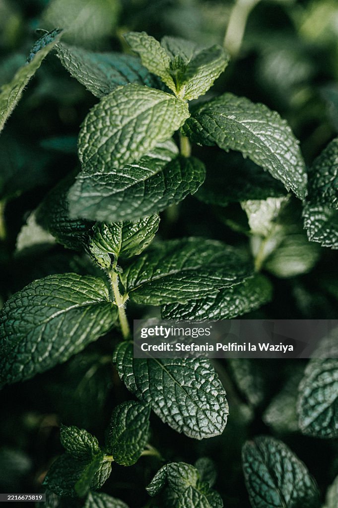 Lush green mint leaves fill the frame