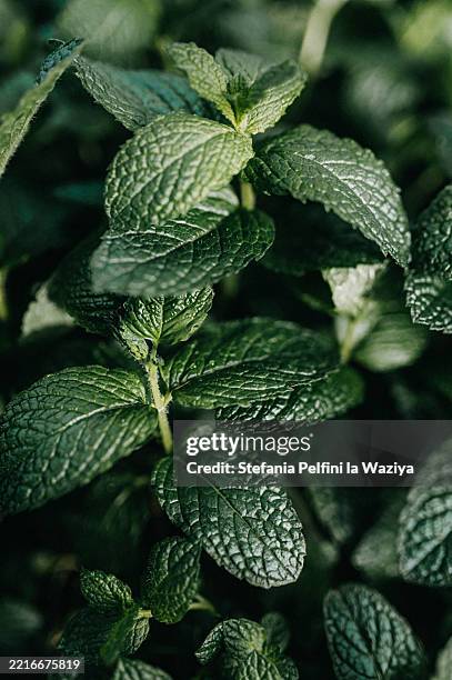 lush green mint leaves fill the frame - menta fotografías e imágenes de stock