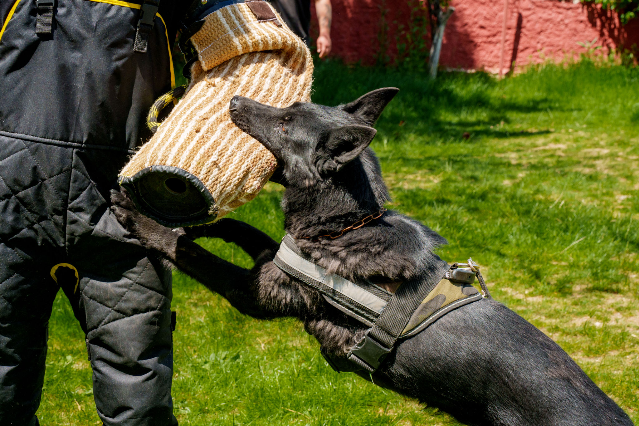 Trained dog doing defence and biting work with dog handler Trained dog doing defence and biting work with dog handler