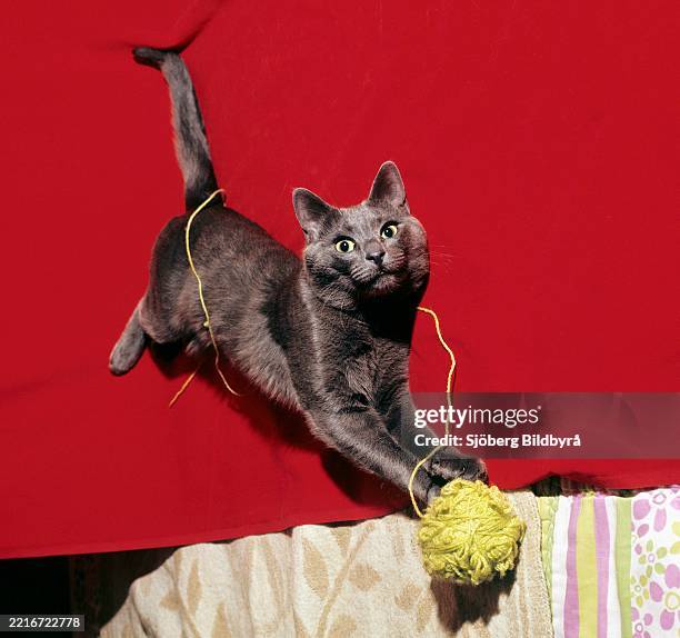 Cat. Color picture of a cat playing with a ball of yarn. A typical and popular toy for cats that can continue endlessly and in frenzy, having the...
