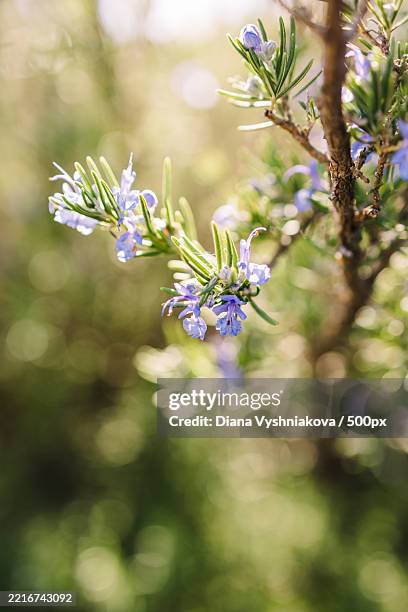 Point Reye Flower Bloom 214 Diana Reyes Photos Stock Photos, High-Res Pictures, and Images ...