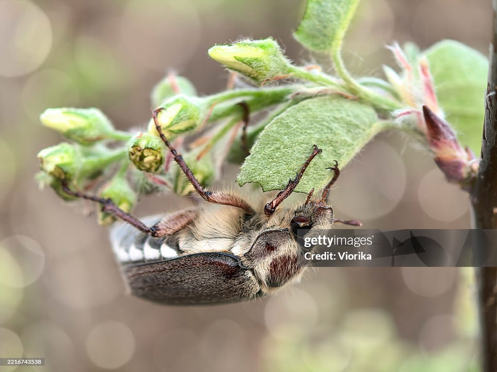 Cockchafer beetle (June Bug) on a blossoming juneberry tree branch