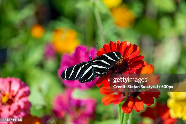 zebra longwing butterfly nectaring on zinnias,united states,usa - agosto fotografías e imágenes de stock