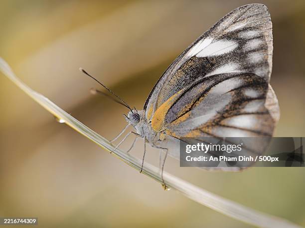 close-up of butterfly - groot geaderd witje stockfoto's en -beelden