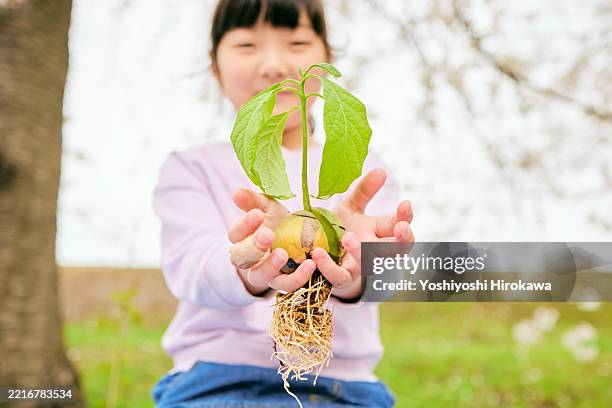 girl holding avocado sprouting from seed. - growth mindset children stock pictures, royalty-free photos & images
