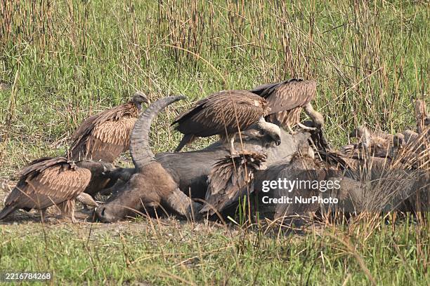 Griffon feeds on a buffalo carcass at Kaziranga National Park in Assam, India, on March 26, 2018.