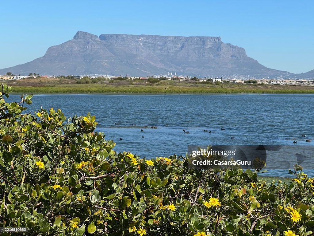 Table mountain view from a natural reserve