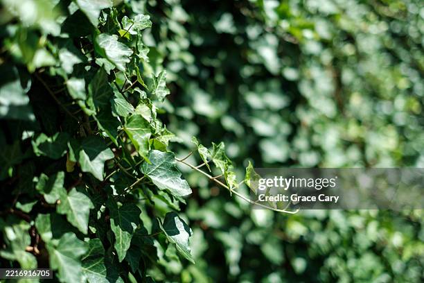ivy covers garden wall - edera foto e immagini stock