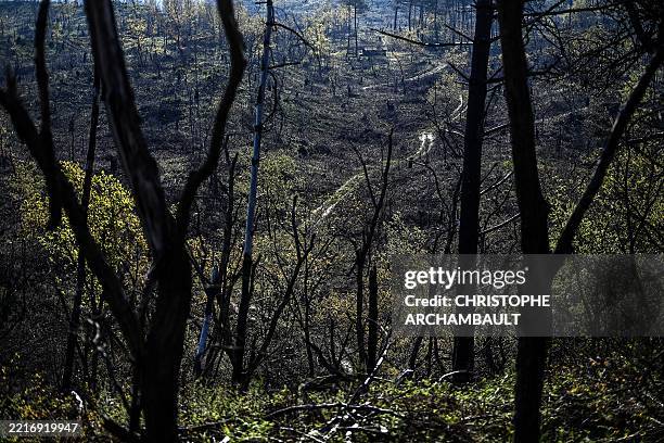 This photograph shows vegetation rising from a forestry area devastated in the summer 2022 wildfires at the back of the Dune du Pilat , Europe's...