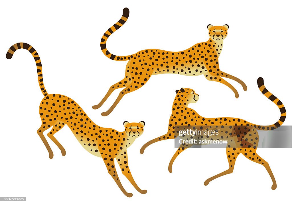 Three cheetahs on a white background