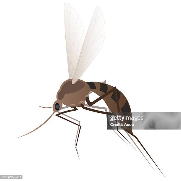 ilustraciones, imágenes clip art, dibujos animados e iconos de stock de mosquito icono - mosquito